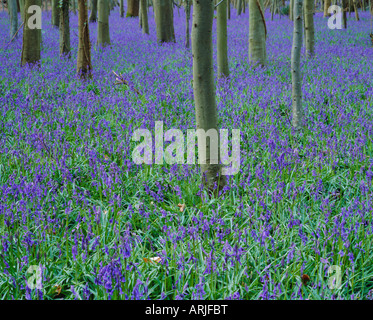 Un bois bluebell à Sussex, England, UK Banque D'Images