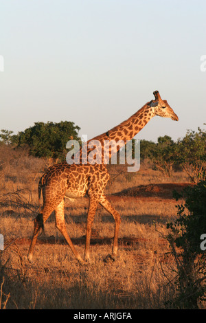 Le dirigeant d'une girafe de Masai, Giraffa camelopardalis, promenades dans le bush, dans le soleil matinal, à Tsavo Kenya parc de jeux Banque D'Images