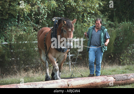 Ardennes Cheval (Equus przewalskii f. caballus), tirant de sciage Banque D'Images