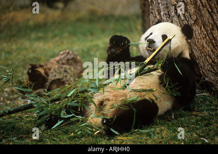 Panda géante (Ailuropoda melanoleuca). Adulte mangeant du bambou Banque D'Images