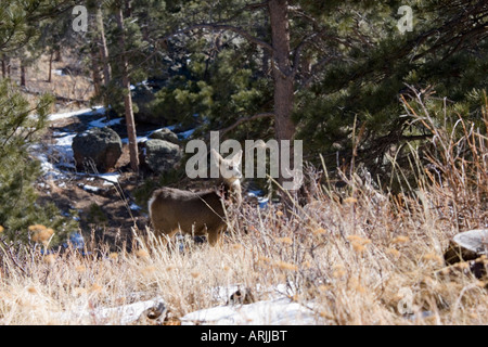 Doe hiver cerf mulet au Colorado Banque D'Images