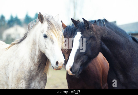 Barb Cheval (Equus przewalskii f. caballus) hongre, Banque D'Images