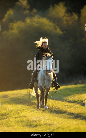 Barb Cheval (Equus przewalskii f. caballus), équitation Banque D'Images