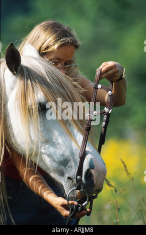 Barb Cheval (Equus przewalskii f. caballus) Banque D'Images