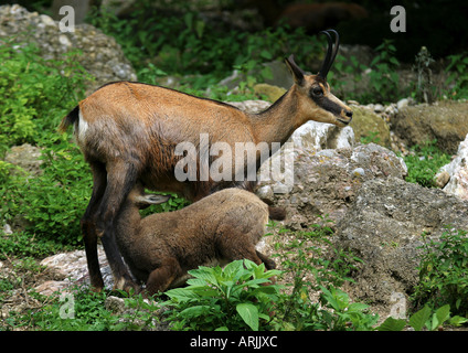 Cub suckling Chamois Rupicapra rupicapra Banque D'Images