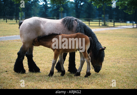 Ardenner Cheval (Equus przewalskii f. caballus), mare poulain de soins infirmiers Banque D'Images