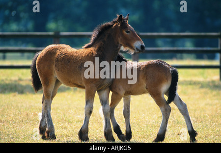 Ardenner Cheval (Equus przewalskii f. caballus), deux poulains en paddock, frottement, d'accompagnement compétents et Banque D'Images
