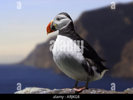 Macareux moine - Fratercula arctica debout sur rock Banque D'Images