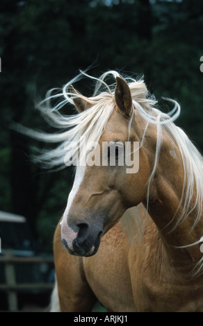 Barb Cheval (Equus przewalskii f. caballus), étalon Banque D'Images