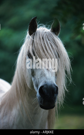 Barb Cheval (Equus przewalskii f. caballus), étalon Banque D'Images