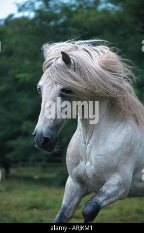 Barb Cheval (Equus przewalskii f. caballus), étalon Banque D'Images