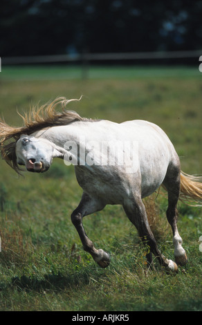 Barb Cheval (Equus przewalskii f. caballus), geste menaçant Banque D'Images