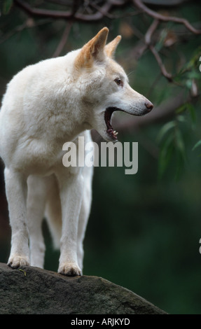 Dingo (Canis lupus dingo), avec couche de blanc, bâillements, Australie Banque D'Images