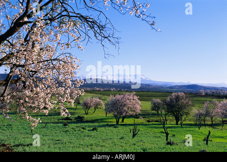 Amandiers en fleur, Haut Atlas (Haut Atlas), Maroc, Afrique du Nord, Afrique Banque D'Images