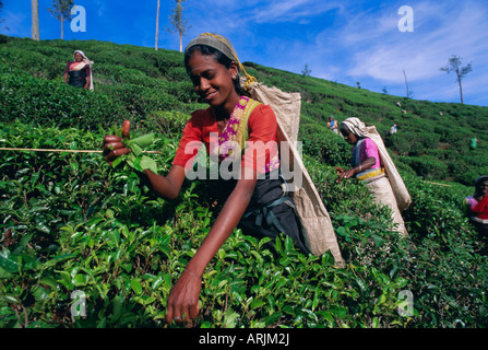 La récolte du thé, hill country, Nuwara Eliya, Sri Lanka, Asie Banque D'Images