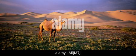 Camel à l'Khongryn dunes, désert de Gobi, le Parc National de Gobi, Omnogov Province, la Mongolie, l'Asie centrale, d'Asie Banque D'Images