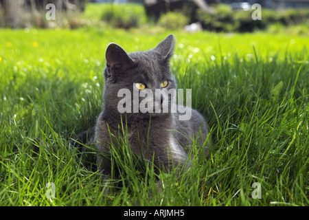 Chat chartreux - lying on meadow Banque D'Images