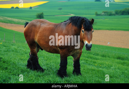 Pfalz Ardenner Cheval (Equus przewalskii f. caballus), étalon au pâturage Banque D'Images