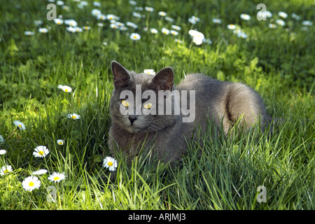 Chat chartreux allongé sur meadow Banque D'Images