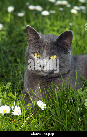 Chat chartreux allongé sur meadow Banque D'Images