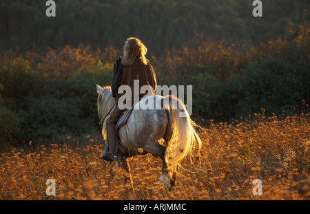 Barb Cheval (Equus przewalskii f. caballus), ride Banque D'Images