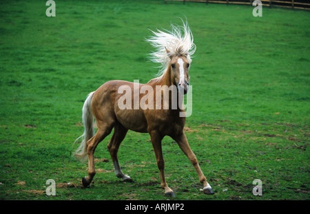 Barb Cheval (Equus przewalskii f. caballus), étalon Banque D'Images