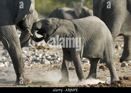 L'éléphant d'Afrique Loxodonta africana - cub Banque D'Images