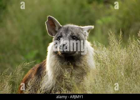 Hyène brune - dans l'herbe haute Hyaena brunnea Banque D'Images