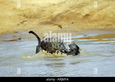 Deux babouins chacma Papio ursinus - dans l'eau Banque D'Images