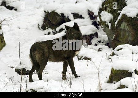 Le loup de l'Est noir - en hiver / Canis lupus lycaon Banque D'Images