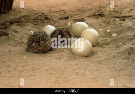 Autruche - pigeonneau à côté d'oeufs / Struthio camelus Banque D'Images