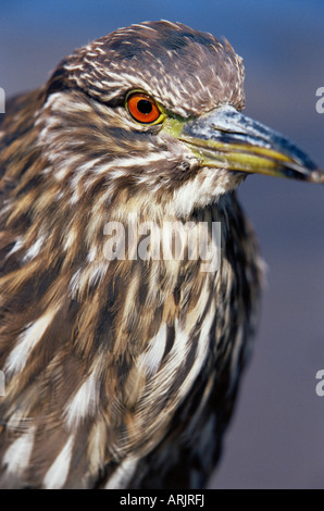 Close-up d'un jeune bihoreau gris (Nycticorax nycticorax) falklandicus, Sea Lion Island, Îles Falkland Banque D'Images