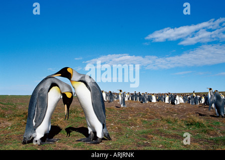 Le manchot royal (Aptenodytes patagonicus) de l'accouplement rituel, Volunteer Point, East Falkland, îles Falkland, l'Atlantique Sud Banque D'Images