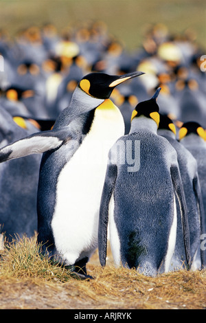 Le manchot royal (Aptenodytes patagonicus), bénévole Point, East Falkland, îles Falkland, l'Atlantique Sud, l'Amérique du Sud Banque D'Images