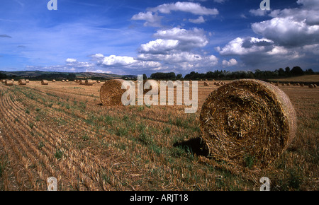 Bottes de foin dans l'attente de collection sur un beau début de septembre jour près de Rewe en l'Exe valley, Mid Devon Banque D'Images