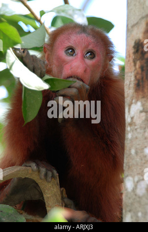 Les jeunes Cacajao calvus ROUGE UAKARI ucayalii Amazon rainforest, captive du Pérou Banque D'Images