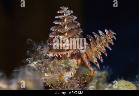 Close-up of Christmas Tree Spirobranchus giganteus (Worms) underwater Banque D'Images