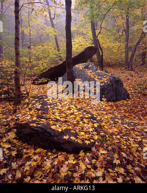 Rochers couverts de feuilles d'automne à Smugglers Notch dans le nord du Vermont Banque D'Images