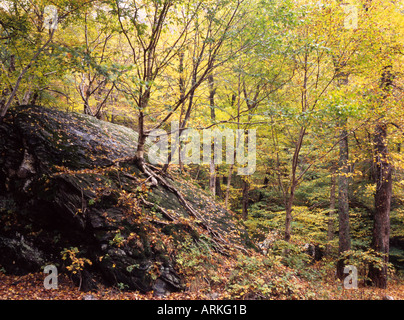 Les couleurs d'automne dans le nord du Vermont forêt près de Smugglers Notch Banque D'Images