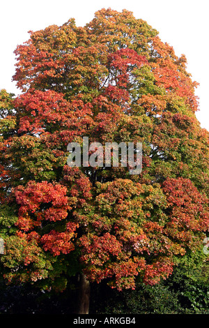 Arbre de chêne en automne Banque D'Images