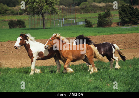 Trois chevaux Poney Tinker on meadow Banque D'Images