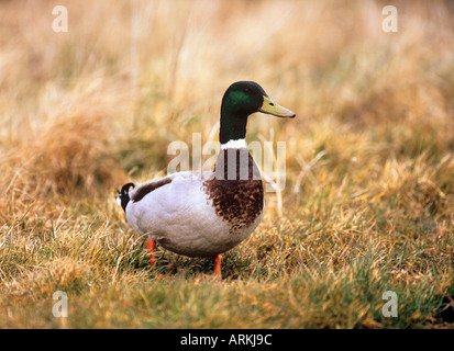 - Mallard drake standing on meadow / Anas platyrhynchos Banque D'Images