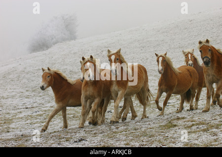 Troupeau de Haflinger dans la neige Banque D'Images