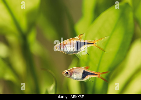 Arlequin Rasbora (Trigonostigma heteromorpha). Deux poissons dans un aquarium Banque D'Images