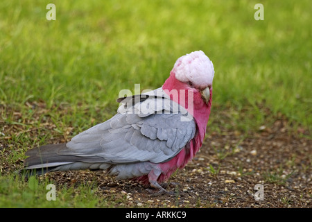 Cacatoès rosalbin (Eolophus roseicapilla). Des profils comité permanent sur le terrain. L'Australie Banque D'Images