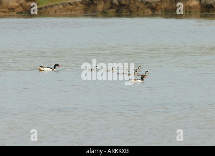 Tadorne Casarca Tadorna canard mâle drake tadorna avec bill bulbés rouge et la femelle Canard aux six canetons Banque D'Images