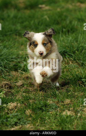 Chiot berger australien à travers prairie Banque D'Images