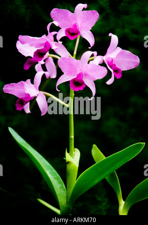 Orchidée dendrobium rose pris dans l'Orchid House à Palmitos Park, Gran Canaria Banque D'Images