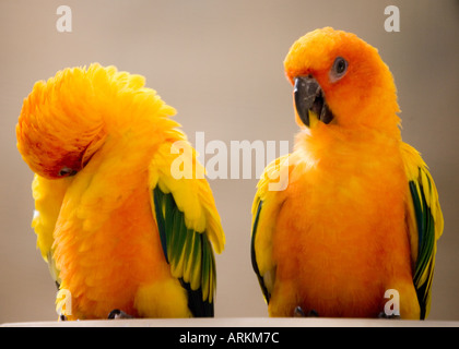 Les conures soleil Aratinga solstitialis, prise à Palmitos Park, Gran Canaria Banque D'Images