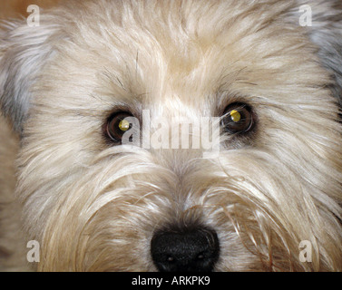 Wheaten Terrier close up of face Banque D'Images